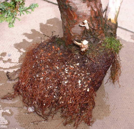 cypress bonsai